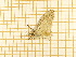 ( - CLV5567)  @12 [ ] Copyright (2012) Olivier Bouteleux Institut National de la Recherche Agronomique, Forestry Zoology