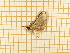  ( - CLV5579)  @12 [ ] Copyright (2012) Olivier Bouteleux Institut National de la Recherche Agronomique, Forestry Zoology