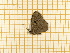 (Mesosemia ibycus - CLV5580)  @12 [ ] Copyright (2012) Olivier Bouteleux Institut National de la Recherche Agronomique, Forestry Zoology