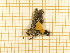  ( - CLV5594)  @12 [ ] Copyright (2012) Olivier Bouteleux Institut National de la Recherche Agronomique, Forestry Zoology