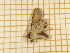  ( - CLV5602)  @12 [ ] Copyright (2012) Olivier Bouteleux Institut National de la Recherche Agronomique, Forestry Zoology