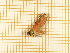  ( - CLV5611)  @12 [ ] Copyright (2012) Olivier Bouteleux Institut National de la Recherche Agronomique, Forestry Zoology