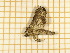  ( - CLV5613)  @12 [ ] Copyright (2012) Olivier Bouteleux Institut National de la Recherche Agronomique, Forestry Zoology
