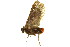  ( - BIOUG00735-F06)  @13 [ ] CreativeCommons - Attribution (2011) CBG Photography Group Centre for Biodiversity Genomics