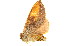  ( - BIOUG00736-G08)  @12 [ ] CreativeCommons - Attribution (2011) CBG Photography Group Centre for Biodiversity Genomics