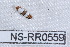  ( - NS-RR0559)  @12 [ ] Copyright (2011) Rodolphe Rougerie University de Rouen