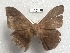  ( - NS-RR0134)  @13 [ ] Copyright (2017) Rodolphe Rougerie Muséum national d'Histoire naturelle, Paris