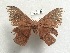  ( - NS-RR0132)  @13 [ ] Copyright (2017) Rodolphe Rougerie Muséum national d'Histoire naturelle, Paris