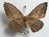  ( - NS-RR0663)  @14 [ ] Copyright (2017) Rodolphe Rougerie Muséum national d'Histoire naturelle, Paris