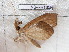  (Abolla - NS-RR1858)  @12 [ ] Copyright (2011) Rodolphe Rougerie University de Rouen