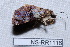  (Coenipeta dimidiata - NS-RR1116)  @12 [ ] Copyright (2011) Rodolphe Rougerie University de Rouen