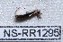  ( - NS-RR1295)  @12 [ ] Copyright (2011) Rodolphe Rougerie University de Rouen