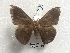  ( - NS-RR1686)  @13 [ ] Copyright (2017) Rodolphe Rougerie Muséum national d'Histoire naturelle, Paris