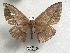  ( - NS-RR1458)  @13 [ ] Copyright (2017) Rodolphe Rougerie Muséum national d'Histoire naturelle, Paris