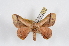  (Epia lebethra - NS-RR1757)  @13 [ ] Copyright (2017) Daniel Herbin Research Collection of Daniel Herbin