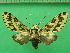  ( - KLM Lep 09833)  @11 [ ] CreativeCommons - Attribution Non-Commercial Share-Alike (2018) Christian Wieser Landesmuseum Kärnten