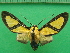  ( - KLM Lep 09855)  @13 [ ] CreativeCommons - Attribution Non-Commercial Share-Alike (2018) Christian Wieser Landesmuseum Kärnten