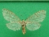  ( - KLM Lep 09877)  @11 [ ] CreativeCommons - Attribution Non-Commercial Share-Alike (2018) Christian Wieser Landesmuseum Kärnten