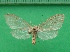  ( - KLM Lep 09906)  @11 [ ] CreativeCommons - Attribution Non-Commercial Share-Alike (2018) Christian Wieser Landesmuseum Kärnten