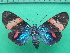  ( - KLM Lep 09929)  @11 [ ] CreativeCommons - Attribution Non-Commercial Share-Alike (2018) Christian Wieser Landesmuseum Kärnten