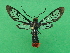  ( - KLM Lep 09938)  @11 [ ] CreativeCommons - Attribution Non-Commercial Share-Alike (2018) Christian Wieser Landesmuseum Kärnten