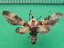  ( - KLM Lep 09963)  @11 [ ] CreativeCommons - Attribution Non-Commercial Share-Alike (2018) Christian Wieser Landesmuseum Kärnten