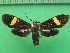  ( - KLM Lep 09970)  @11 [ ] CreativeCommons - Attribution Non-Commercial Share-Alike (2018) Christian Wieser Landesmuseum Kärnten