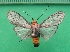  (Atyphopsis tambopata - KLM Lep 09973)  @11 [ ] CreativeCommons - Attribution Non-Commercial Share-Alike (2018) Christian Wieser Landesmuseum Kärnten