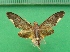  ( - KLM Lep 09982)  @13 [ ] CreativeCommons - Attribution Non-Commercial Share-Alike (2018) Christian Wieser Landesmuseum Kärnten
