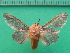  ( - KLM Lep 09986)  @11 [ ] CreativeCommons - Attribution Non-Commercial Share-Alike (2018) Christian Wieser Landesmuseum Kärnten