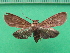  ( - KLM Lep 09988)  @13 [ ] CreativeCommons - Attribution Non-Commercial Share-Alike (2018) Christian Wieser Landesmuseum Kärnten