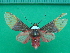  ( - KLM Lep 10000)  @11 [ ] CreativeCommons - Attribution Non-Commercial Share-Alike (2018) Christian Wieser Landesmuseum Kärnten