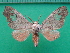  ( - KLM Lep 10012)  @11 [ ] CreativeCommons - Attribution Non-Commercial Share-Alike (2018) Christian Wieser Landesmuseum Kärnten