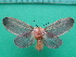  ( - KLM Lep 10040)  @11 [ ] CreativeCommons - Attribution Non-Commercial Share-Alike (2018) Christian Wieser Landesmuseum Kärnten