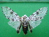  ( - KLM Lep 10044)  @13 [ ] CreativeCommons - Attribution Non-Commercial Share-Alike (2018) Christian Wieser Landesmuseum Kärnten