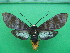 ( - KLM Lep 10050)  @11 [ ] CreativeCommons - Attribution Non-Commercial Share-Alike (2018) Christian Wieser Landesmuseum Kärnten