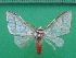  ( - KLM Lep 10061)  @11 [ ] CreativeCommons - Attribution Non-Commercial Share-Alike (2018) Christian Wieser Landesmuseum Kärnten