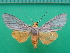  ( - KLM Lep 10066)  @11 [ ] CreativeCommons - Attribution Non-Commercial Share-Alike (2018) Christian Wieser Landesmuseum Kärnten