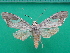  ( - KLM Lep 10075)  @11 [ ] CreativeCommons - Attribution Non-Commercial Share-Alike (2018) Christian Wieser Landesmuseum Kärnten