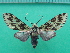  ( - KLM Lep 10083)  @11 [ ] CreativeCommons - Attribution Non-Commercial Share-Alike (2018) Christian Wieser Landesmuseum Kärnten