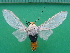  ( - KLM Lep 10101)  @11 [ ] CreativeCommons - Attribution Non-Commercial Share-Alike (2018) Christian Wieser Landesmuseum Kärnten