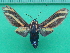  ( - KLM Lep 10115)  @11 [ ] CreativeCommons - Attribution Non-Commercial Share-Alike (2018) Christian Wieser Landesmuseum Kärnten