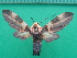  ( - KLM Lep 10117)  @11 [ ] CreativeCommons - Attribution Non-Commercial Share-Alike (2018) Christian Wieser Landesmuseum Kärnten