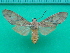  ( - KLM Lep 10141)  @13 [ ] CreativeCommons - Attribution Non-Commercial Share-Alike (2018) Christian Wieser Landesmuseum Kärnten