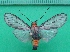  ( - KLM Lep 10145)  @11 [ ] CreativeCommons - Attribution Non-Commercial Share-Alike (2018) Christian Wieser Landesmuseum Kärnten