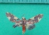  ( - KLM Lep 10179)  @11 [ ] CreativeCommons - Attribution Non-Commercial Share-Alike (2018) Christian Wieser Landesmuseum Kärnten