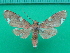  ( - KLM Lep 10183)  @11 [ ] CreativeCommons - Attribution Non-Commercial Share-Alike (2018) Christian Wieser Landesmuseum Kärnten