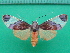  ( - KLM Lep 10185)  @13 [ ] CreativeCommons - Attribution Non-Commercial Share-Alike (2018) Christian Wieser Landesmuseum Kärnten