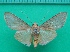  ( - KLM Lep 10204)  @11 [ ] CreativeCommons - Attribution Non-Commercial Share-Alike (2018) Christian Wieser Landesmuseum Kärnten