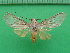  ( - KLM Lep 10208)  @11 [ ] CreativeCommons - Attribution Non-Commercial Share-Alike (2018) Christian Wieser Landesmuseum Kärnten